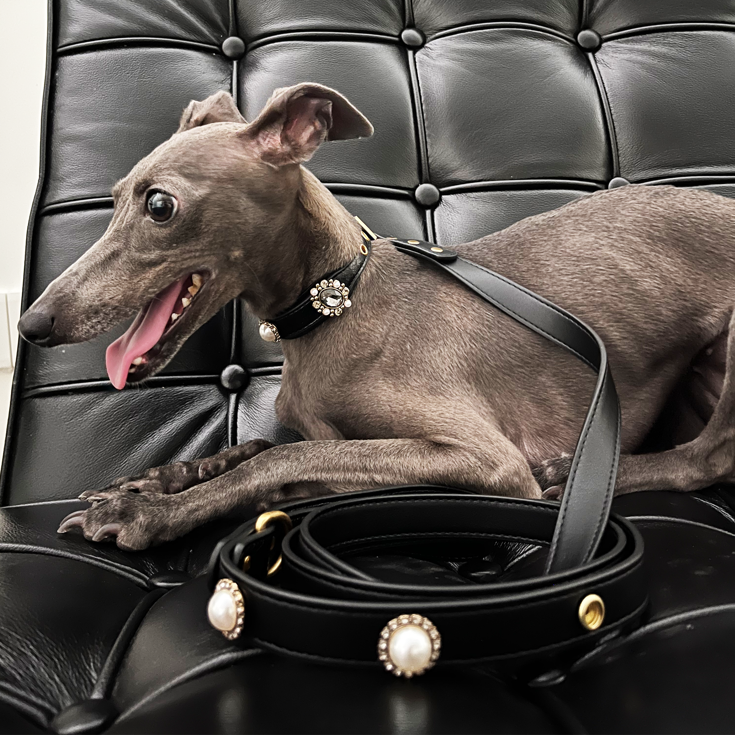 Rock Star Black Pet Leash