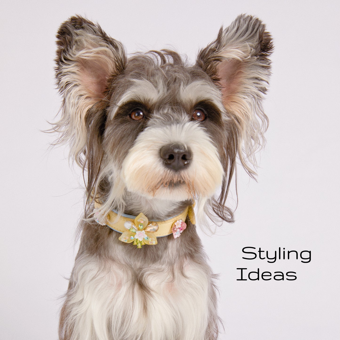 DIY Collar&Leash Set + Charm Blind Box-Four Color to choose