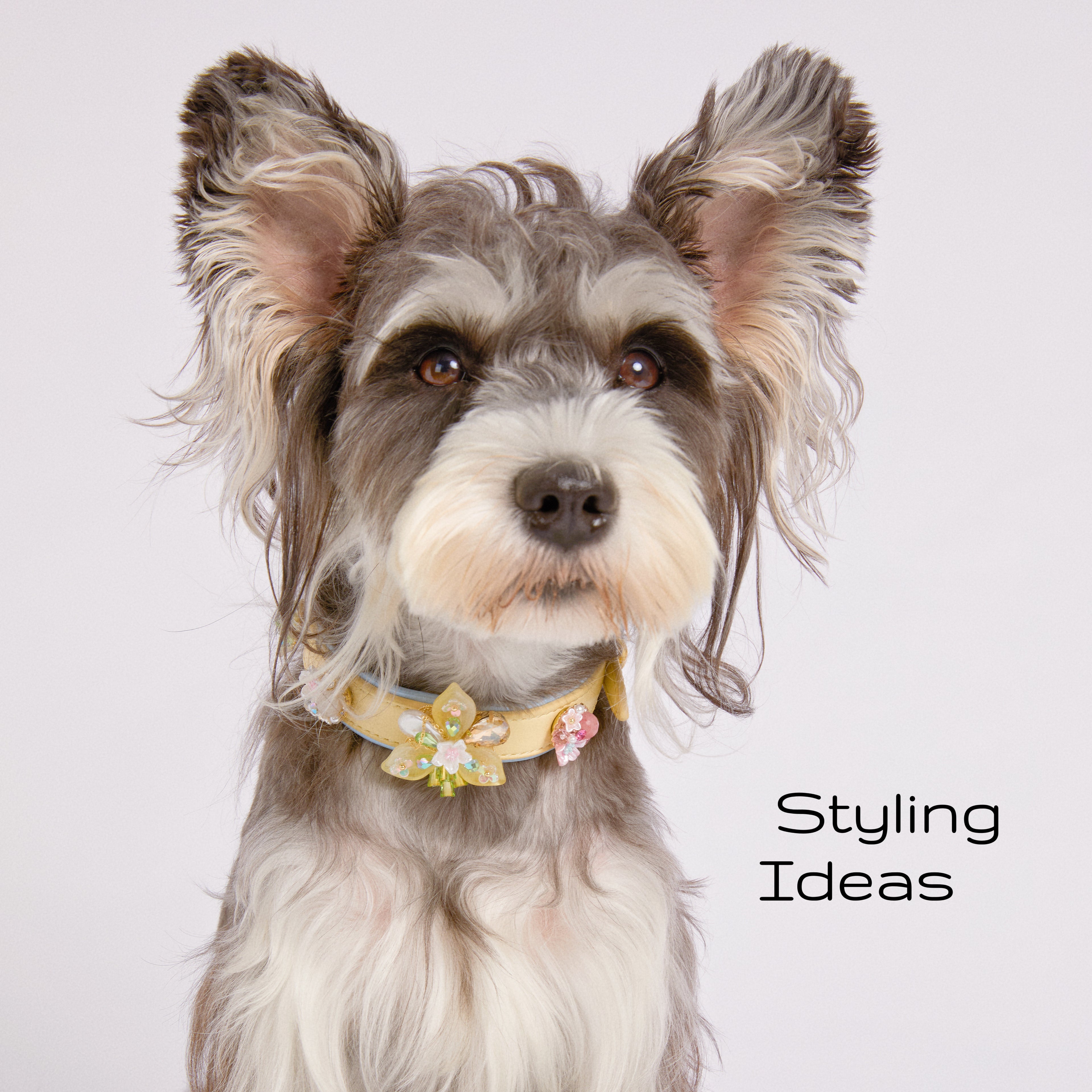 DIY Pet Collar&Leash Set